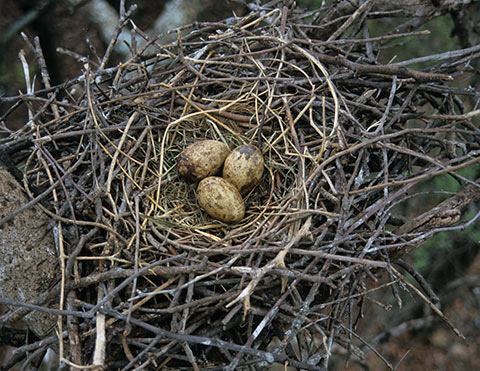 Hadeda Ibis nest